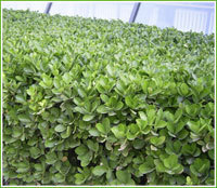 定州丁香 灌木 找產(chǎn)品 保定電子商務(wù)門戶網(wǎng)站 保定114網(wǎng) 電子商務(wù) 保定企業(yè)門戶網(wǎng)站 保定網(wǎng)站建設(shè) 企業(yè)用網(wǎng)政府指定單位 幫助所有企業(yè)做成網(wǎng)上的B2B生意